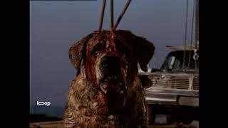 Cujo Movie Review [upl. by Donaghue]