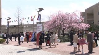 2014年度 立命館大学・大学院入学式びわこ・くさつキャンパス [upl. by Ner168]