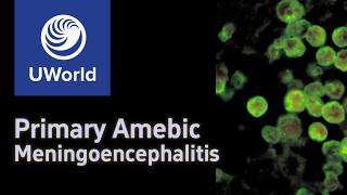 Primary Amoebis Meningoencephalitis amp Naegleria FowleriNaegleriasis  AmoebaAmeba USMLE Step 1 [upl. by Orella]