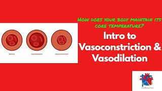 Intro to Vasoconstriction amp Vasodilation [upl. by Subocaj804]