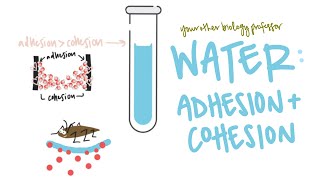 Water Properties  Adhesion  Cohesion  Surface Tension  Capillary Action Intro Biology [upl. by Ornas961]