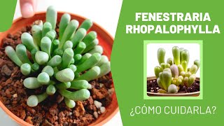 FENESTRARIA RHOPALOPHYLLA  quotSuculenta Ventanaquot 🤗🌿 [upl. by Stempson]