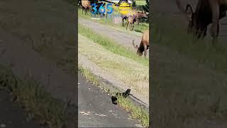 Elk Sightings in The Estes Park Denver CO USA  Wildlife Spotted on Estes Park Tour estespark [upl. by Naujat60]