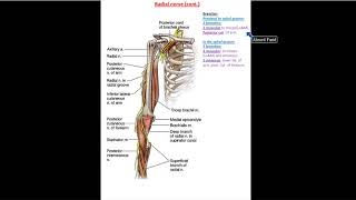 Radial Nerve part 1  Dr Ahmed Farid [upl. by Ehrman]