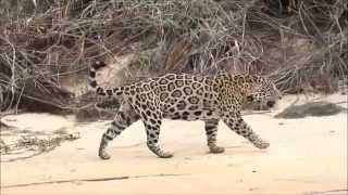 Jaguars of the Pantanal 2014 by Andrew Whittaker [upl. by Massie]