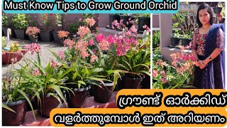 10 Golden tips for Healthy Ground Orchids  ഗ്രൗണ്ട് ഓർക്കിഡ് ചെടി ആരോഗ്യത്തോടെ വളർത്താൻ 10 ടിപ് [upl. by Wendye]