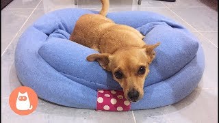 DIY dog bed tutorial  Make a dog bed with a sweater [upl. by Handy99]