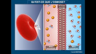 Tout savoir et comprendre sur losmose [upl. by Ettezzil]