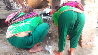 Milk My Punjabi Gujjar Village Life  Milk Men Of India Living in Beauitiful Family Punjabi Vlog [upl. by Bloxberg]