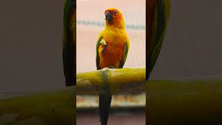 Fun Activities to Keep Your Sun Conure Entertained [upl. by Annayk]