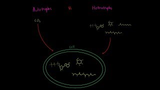 Autotrophs vs Heterotrophs EVERYTHING YOU NEED TO KNOW Biology Metabolism MCAT [upl. by Janerich]