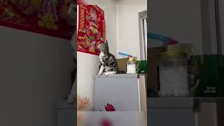 😂 quotGato Divertido Mirando la Pared ¡No Podrás Parar de Reír 🐱🤣 funny [upl. by Mannie890]