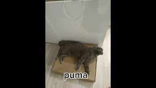 Puma cat [upl. by Cristina]