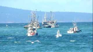 Herring fishery at Qualicum Beach [upl. by Sidnak]