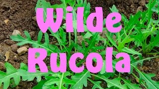 Wilde rucola kweken [upl. by Aleedis]