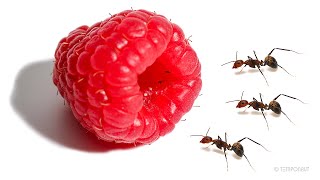 Ants vs Raspberry Timelapse [upl. by Hashimoto]