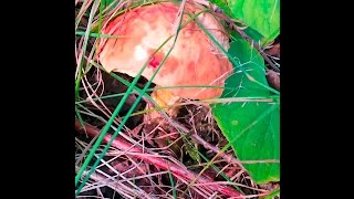 The Bolete Blues Testing Bolete Mushrooms for Edibility [upl. by Tallu]