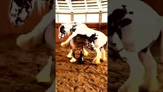 Horse Fight shortsvideo viral viralshorts imrankhan [upl. by Baynebridge]