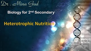 Heterotrophic nutrition part 3  Biology for 2nd secondary [upl. by Stephani378]