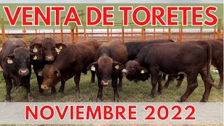 ¡¡¡ VENTA DE NOVIEMBRE 2022  BEEFMASTER SUPREMO [upl. by Reyem809]