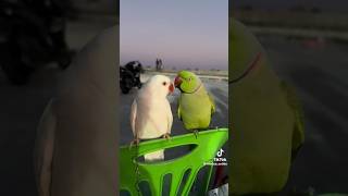 Parrot 🐦 Talking Each other foryou viralvideo nature trending viral viralshorts birdslover [upl. by Festa]