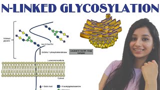 NLINKED GLYCOSYLATIONProtein Sorting Lect VPost Translational modificationEndoplasmic Reticulum [upl. by Carleton]