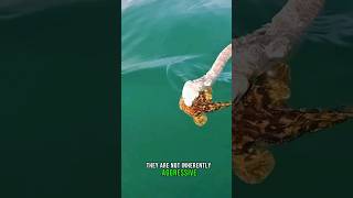 This is a deadly sea snake 🐍seasnakes shorts animalplanet wildlife youtubeshorts [upl. by Kissie]