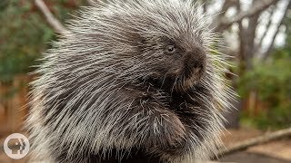 Porcupines Give You 30000 Reasons to Back Off  Deep Look [upl. by Alejo]