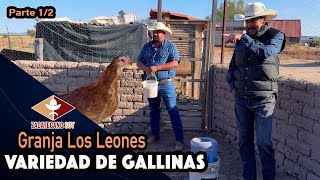 ASÍ NACE GRANJA LOS LEONES gallinas ponedoras de rancho y de ornato [upl. by Nigrom]