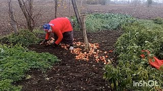 YEŞİL SOĞAN DİKİMİ MARUL FİDESİ BAHCEMDE DİKİM YAPTIM yeşilsoganmarulfidesiköy köyhayatı [upl. by Bergwall125]