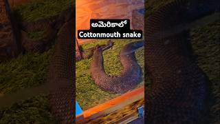 అమెరికాలో cottonmouth snake వీడు excellent swimmer highly venomous Wildlife in USA telugu vlogs [upl. by Alakim329]