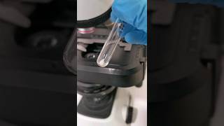 identify the urine sediment urinalysis urinesediment urinecrystals microscope mls cls urine [upl. by Jed340]