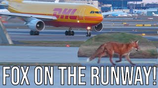 Wildlife on the runway at FRA during DHL A300 Takeoff [upl. by Baggett609]