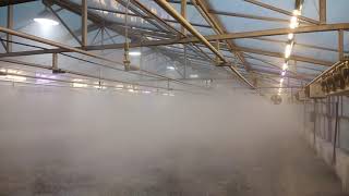 high pressure misting system inside greenhouse [upl. by Niahs]