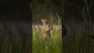 CuteAnimals rabbit teeth never stop growing rabbit cuteanimal bunny cute shortvideo nature [upl. by Shewmaker]