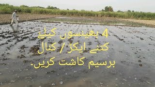 berseem ki kasht  tips for barseem cultivation [upl. by Lohse]