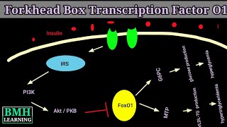 Forkhead box transcription factor O1  FOXO1  Gene Regulation By Transcription Factor FOXO1 [upl. by Nnaoj623]