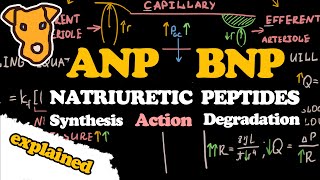 NATRIURETIC PEPTIDES ANP BNP Synthesis Action Degradation [upl. by Bibby912]