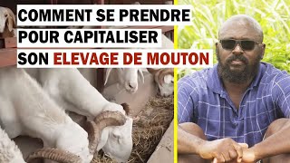 Comment se Prendre pour Capitaliser son ELEVAGE de MOUTON [upl. by Schreiber]