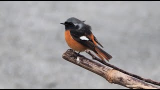 1131111 The Daurian redstart is a winter visitor in Taiwan [upl. by Anoet932]