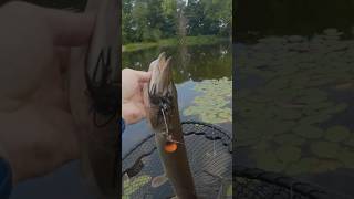 pike or musky shorts fishing muskellunge musky muskie pike angling kayakfishing [upl. by Dalston507]