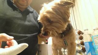 Benji the yorkie puppy dog gets his teeth cleaned with PETOSAN Microfiber Finger Brush [upl. by Fancie]