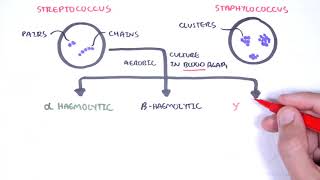 Microbiology  Streptococcus species [upl. by Noslien40]