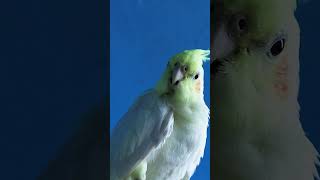 Cockatiel Whistle Singing cockatielsound cockatiel birds shorts ytshorts viralvideo rap [upl. by Nieberg150]