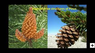 Reproductive Structures Of Pinus [upl. by Devinne]