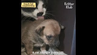 Dog And Cat Parent Their Puppies And Kittens Together  Kritter Klub [upl. by Adamik532]