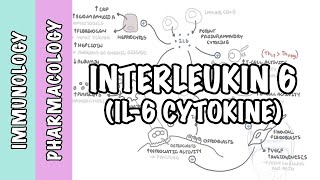 Immunology  Interleukin 6 IL6 physiology and IL6 antagonist pharmacology Tocilizumab [upl. by Mercer]