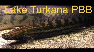 Polypterus Bichir Bichir of Lake Turkana [upl. by Aggri140]