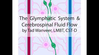 Glymphatic system and Cerebrospinal Fluid Flow [upl. by Maire]