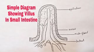 How To Draw Diagram of Villus in small intestine [upl. by Nnov]